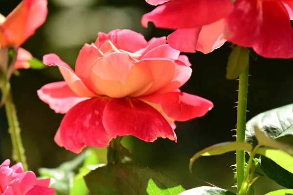 Close Beautiful Bright Roses Flowers — Stock Photo, Image