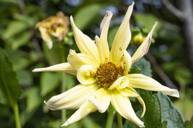 Güzel çiçek. Yakın görüş.