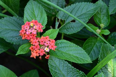 Güzel çiçekler, yakın manzara.