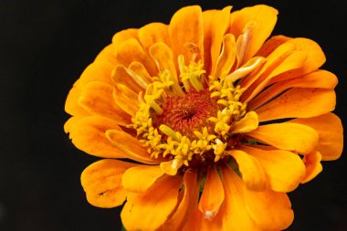 güzel çiçek yakın görünümü