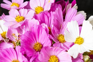 Güzel çiçekler, yakın manzara.