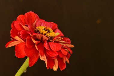 Güzel çiçek. Yakın görüş.