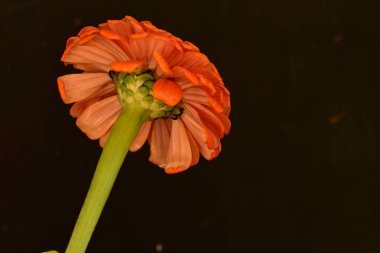 Güzel çiçek. Yakın görüş.