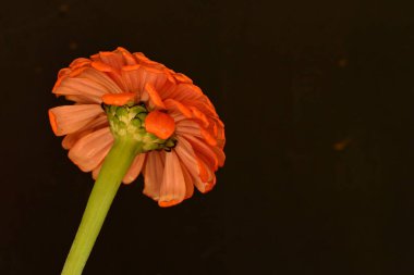 Güzel çiçek. Yakın görüş.