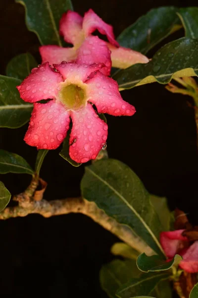 Красиві Квіти Крупним Планом — стокове фото