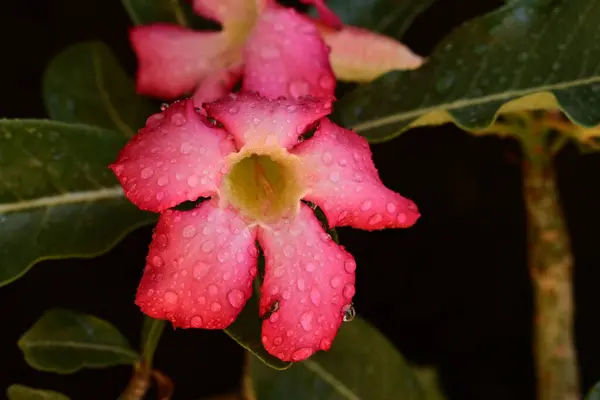 Güzel Çiçekler Yakın Manzara — Stok fotoğraf