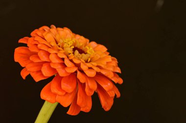 Güzel çiçek. Yakın görüş.