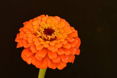 Güzel çiçek. Yakın görüş.