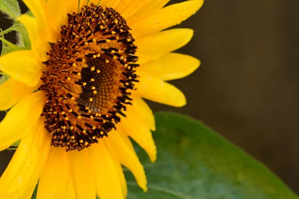 Close View Beautiful Yellow Sunflower Garden — Stock Photo, Image