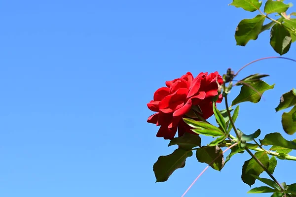 Цветок Розы Крупным Планом — стоковое фото