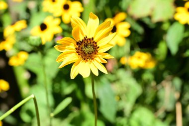 Bahçedeki güzel sarı çiçekler