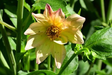 Bahçedeki güzel sarı çiçekler