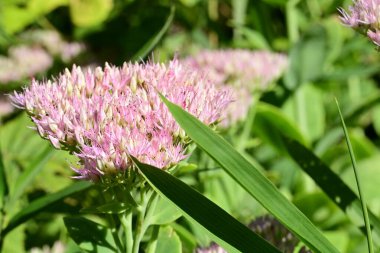 Güzel çiçekler, yakın manzara.