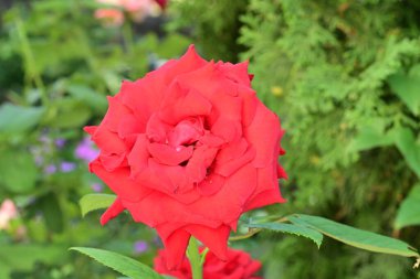 Güzel gül çiçeği, yakından.