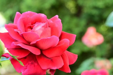 Güzel gül çiçeği, yakından.