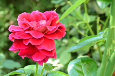 Güzel gül çiçeği, yakından.