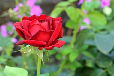 Güzel gül çiçeği, yakından.