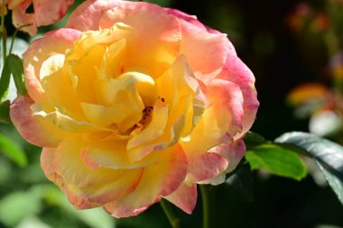 Güzel gül çiçeği, yakından.