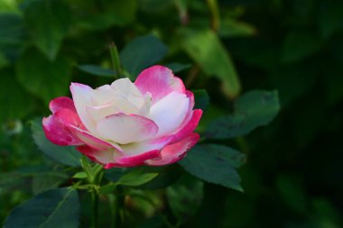Güzel gül çiçeği, yakından.