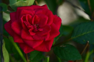 Güzel gül çiçeği, yakından.