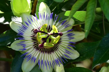 güzel passiflora çiçekleri, çiçek konsepti