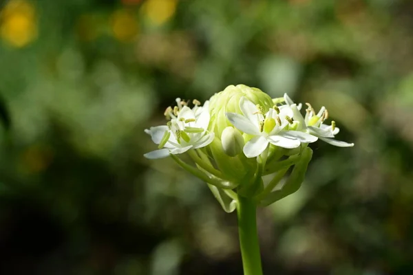 Красива Квітка Крупним Планом — стокове фото