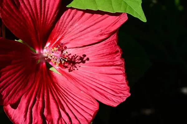 花园里的红芙蓉花 — 图库照片