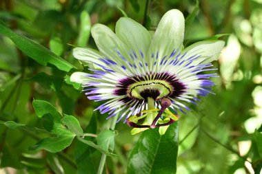 güzel passiflora çiçekleri, çiçek konsepti