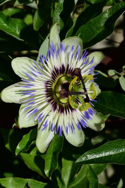 güzel passiflora çiçekleri, çiçek konsepti