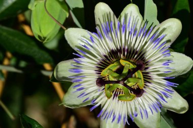 güzel passiflora çiçekleri, çiçek konsepti