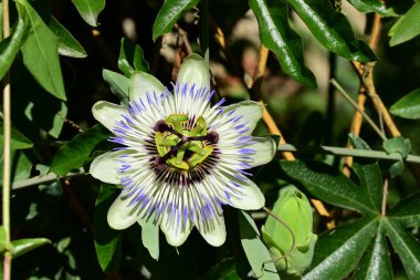 güzel passiflora çiçekleri, çiçek konsepti