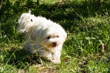 Parktaki beyaz köpek 