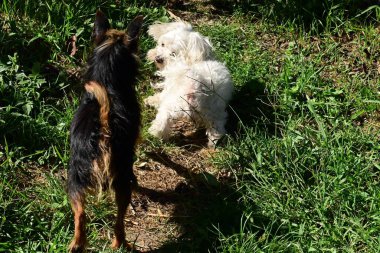 Parkta oynayan köpekler.