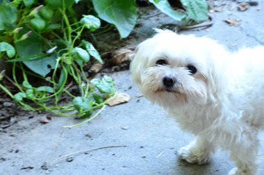 Parktaki beyaz köpek 