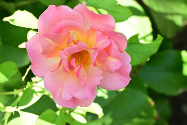 Bahçedeki pembe gül