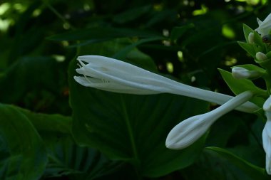 Bahçede beyaz çiçekler