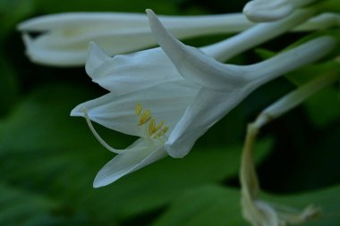 Bahçede beyaz çiçekler