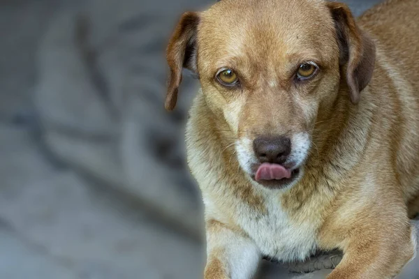 portrait of a dog with a sad face. dog.