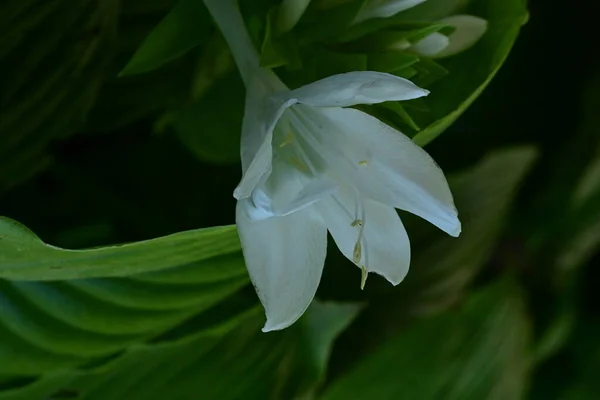 Fehér Virágok Kertben — Stock Fotó