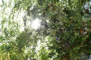 Ormanda yaprakları olan yeşil ağaçlar