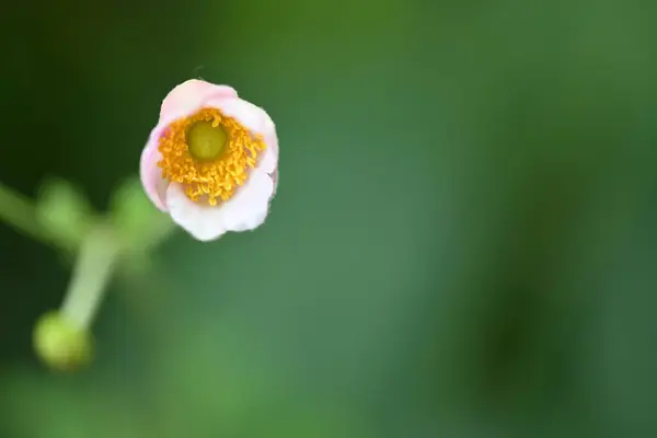 Piękny Kwiat Bliska Widok — Zdjęcie stockowe
