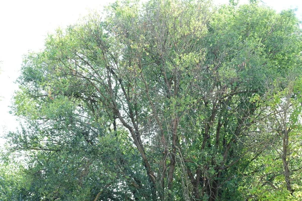 森に葉が残っている緑の木 — ストック写真