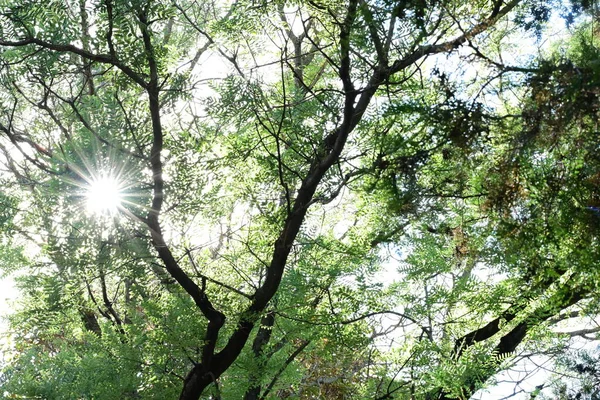 Arbres Verts Avec Des Feuilles Dans Forêt — Photo