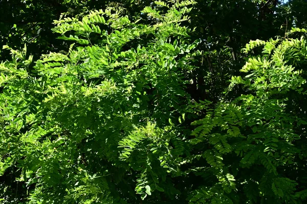 Крупним Планом Зелене Листя Дереві — стокове фото