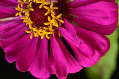 Pembe güzel çiçeğe yaklaş