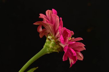 Pembe güzel çiçeğe yaklaş