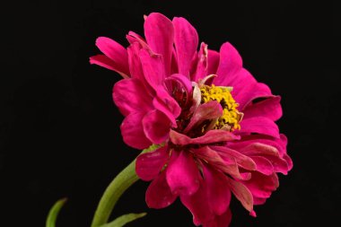 Pembe güzel çiçeğe yaklaş