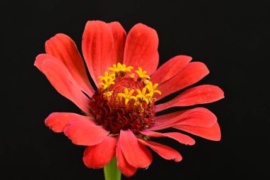 Pembe güzel çiçeğe yaklaş