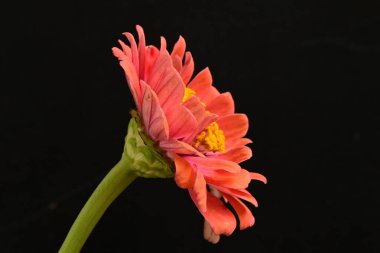 Pembe güzel çiçeğe yaklaş