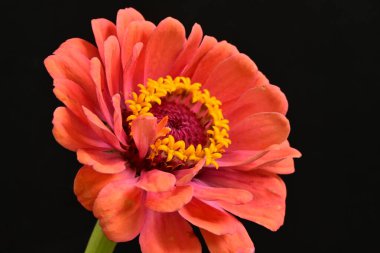 Pembe güzel çiçeğe yaklaş